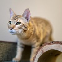 Michigan Savannah Cat Breeders