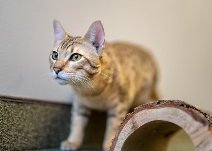 Buy Savannah Kittens, F1-F4 Savannah Kittens For Sale
