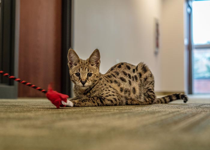 Savannah Cat Care Breeders MI