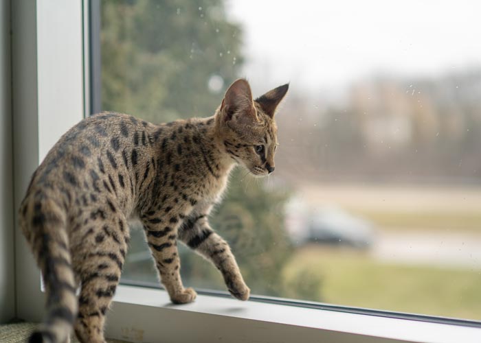 Savannah Kittens For Sale, Friendly Savannah Cats