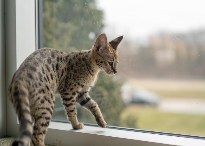 Savannah Kitten For Sale - Savannah Cat for Sale - Savannah cat