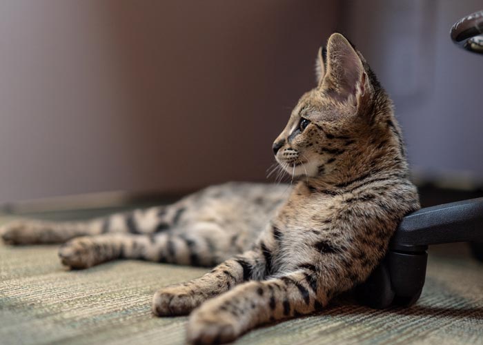 Savannah Cat Viral Disease Testing MI