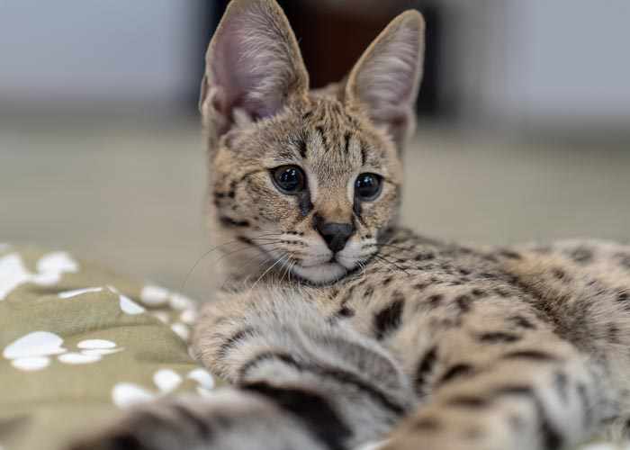 Savannah Cats in MI