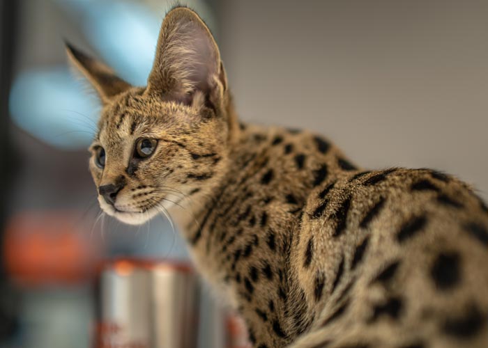 Savannah Cats in Michigan