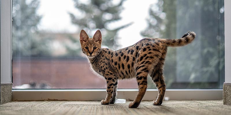 history of savannah cats