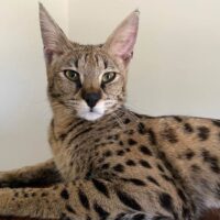 ginger savannah cat adoption hillsdale mi