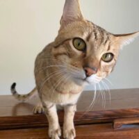 gus adopt savannah cats hillsdale mi