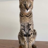 savannah cat adoption service hillsdale mi