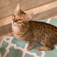 savannah cat available adopt hillsdale mi